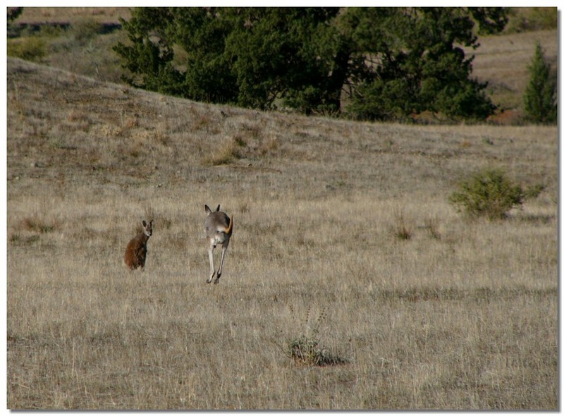 Red kangaroo family; DISPLAY FULL IMAGE.