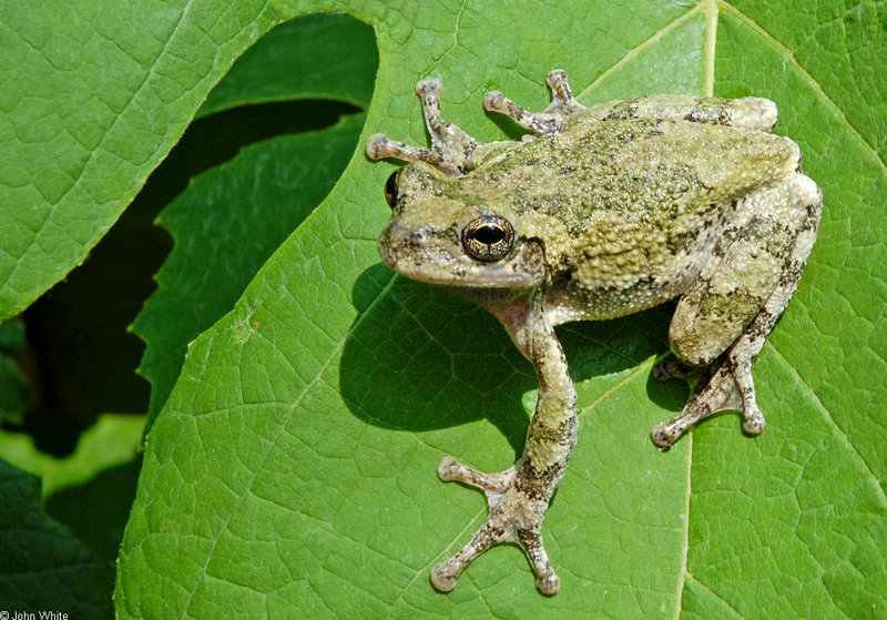 Cope's Gray Treefrog (Hyla chrysoscelis)01; DISPLAY FULL IMAGE.