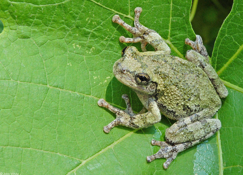 Cope's Gray Treefrog (Hyla chrysoscelis)03; DISPLAY FULL IMAGE.