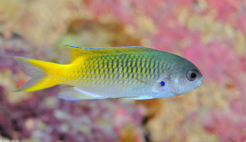 Guam Damsel (Pomachromis guamensis); DISPLAY FULL IMAGE.