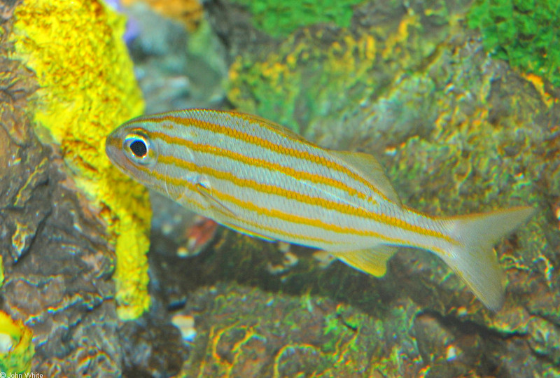 Smallmouth Grunt (Haemulon chrysargyreum); DISPLAY FULL IMAGE.