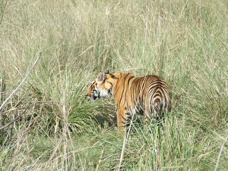 Tigress; DISPLAY FULL IMAGE.