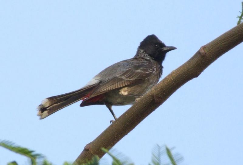 Red-vented Bulbul, (Pycnonotus cafer), copyrights 2006 , Maulik Suthar; DISPLAY FULL IMAGE.