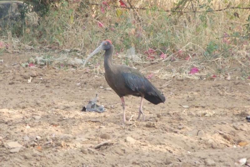 Black Ibis (Pseudibis papillosa) , copyrights 2006 , Maulik Suthar; DISPLAY FULL IMAGE.