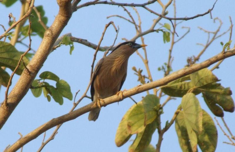 Brahminy Starling, (Sturnus pagodarum); DISPLAY FULL IMAGE.