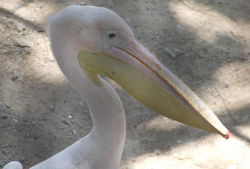 Pelican; DISPLAY FULL IMAGE.
