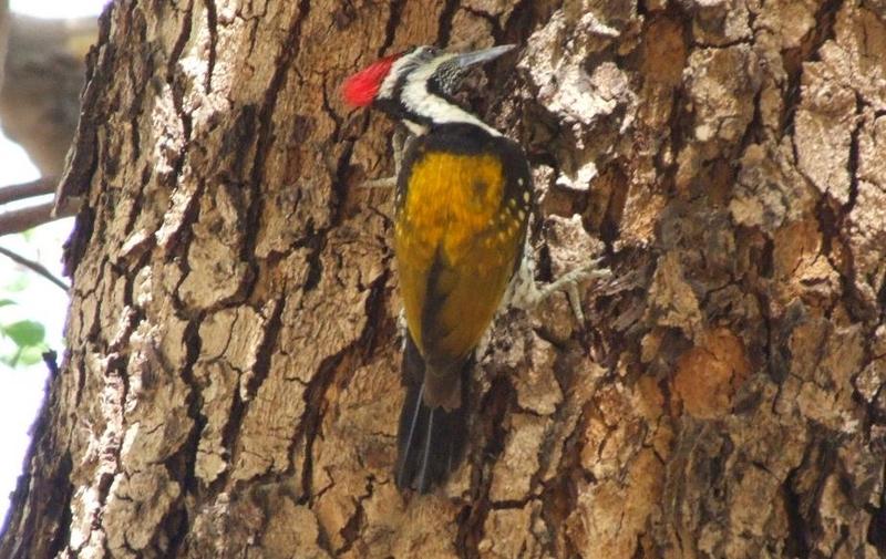 Black-rumped Yellow Flameback (Dinopium benghalense) , copyrights 2006 , Maulik Suthar; DISPLAY FULL IMAGE.