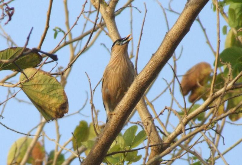 brahminy starling; DISPLAY FULL IMAGE.