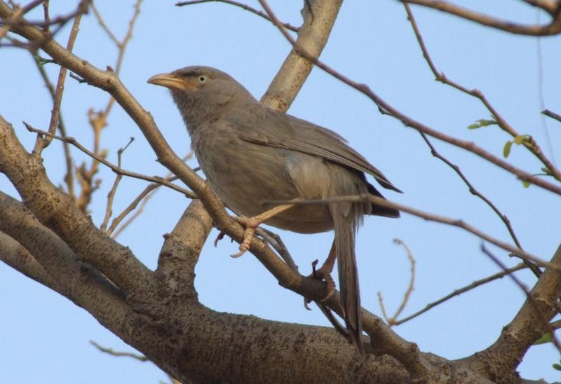 common babbler (Turdoides caudata) , copyrights 2006 , Maulik Suthar; DISPLAY FULL IMAGE.