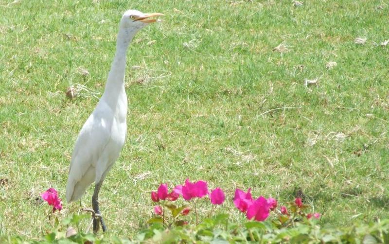 cattle egret; DISPLAY FULL IMAGE.