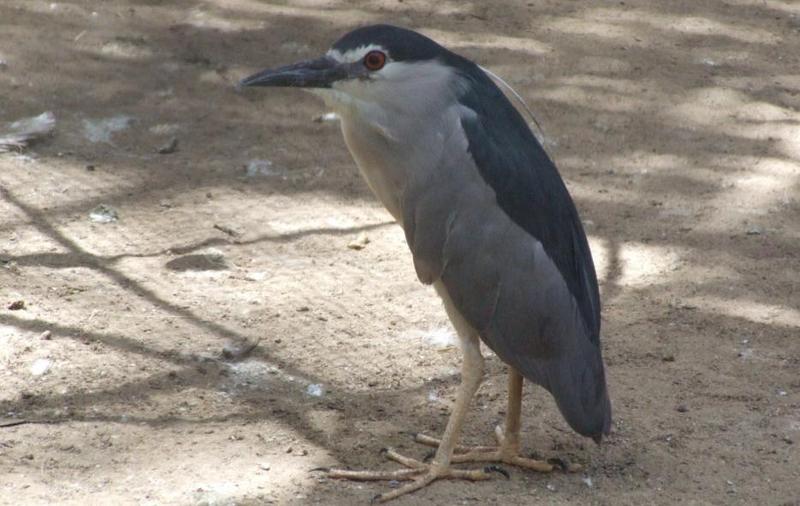 Black-crowned Night Heron (Nycticorax nycticorax), copyrights 2006 , Maulik Suthar; DISPLAY FULL IMAGE.