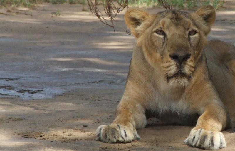 lioness; DISPLAY FULL IMAGE.