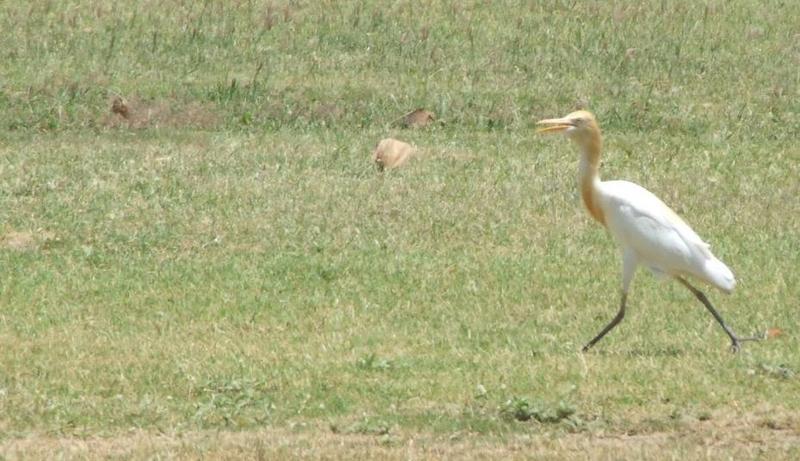 Cattle Egret (Bubulcus ibis), copyrights 2006 , Maulik Suthar; DISPLAY FULL IMAGE.