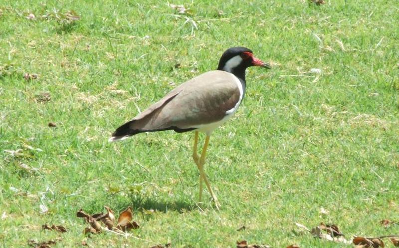 Red-wattled Lapwing (Vanellus indicus) , copyrights 2006 , Maulik Suthar; DISPLAY FULL IMAGE.