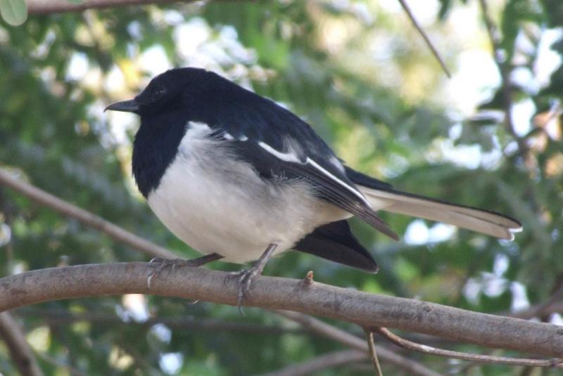 Oriental magpie robin (copsychus saularis) - Copyrights 2006 Maulik Suthar; DISPLAY FULL IMAGE.