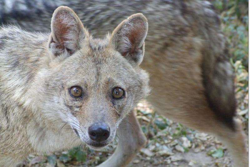 jackal; DISPLAY FULL IMAGE.