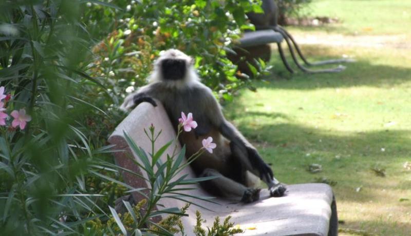 indian moneky - let me rest; DISPLAY FULL IMAGE.