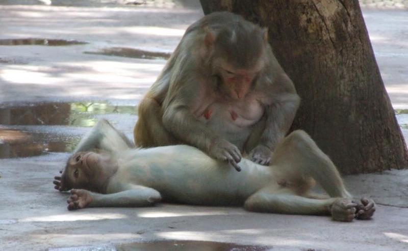 moneky - diagnosis; DISPLAY FULL IMAGE.
