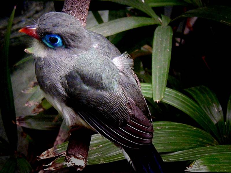 Blue-eyed bird??? Can anyone ID what is this?; DISPLAY FULL IMAGE.
