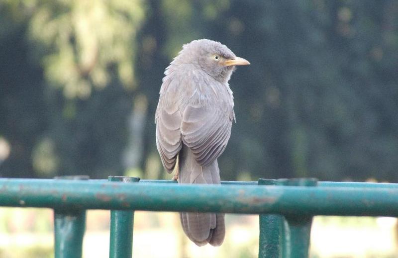 Common Babbler (Turdoides caudata) , copyrights 2006 , Maulik Suthar; DISPLAY FULL IMAGE.