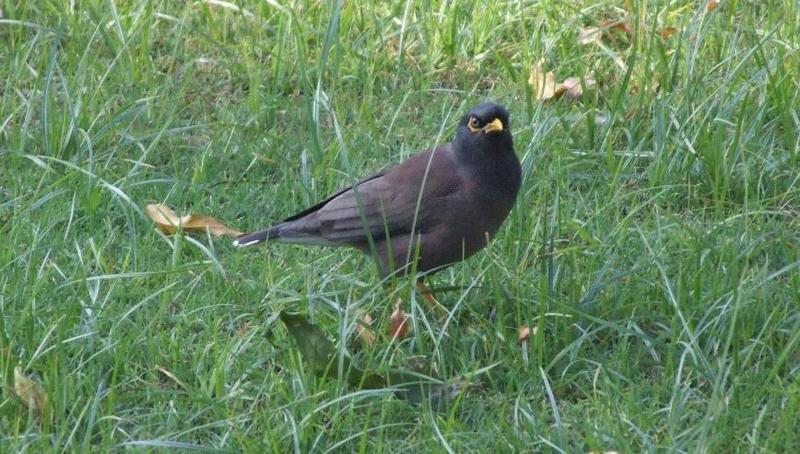 Common Myna - Acridotheres tristis, copyrights 2006 , Maulik Suthar; DISPLAY FULL IMAGE.