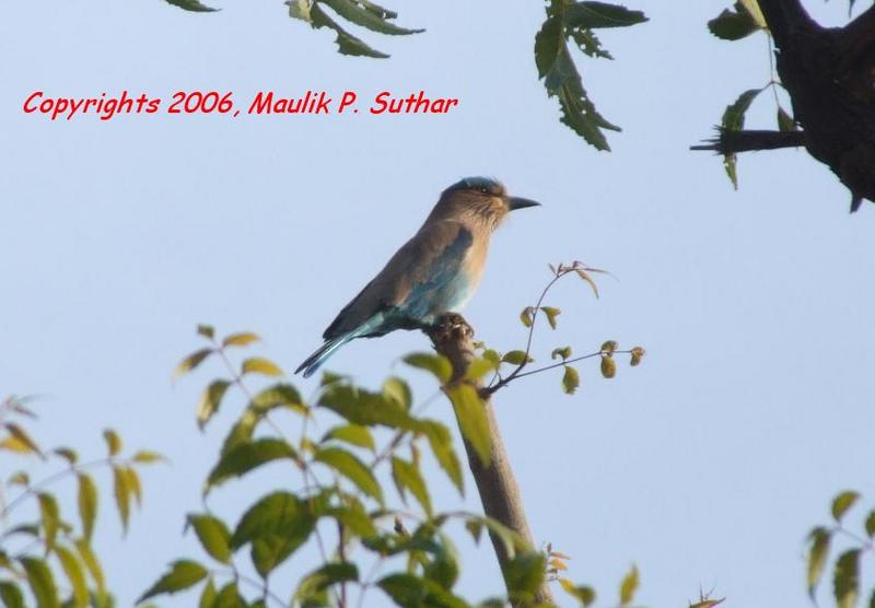 Indian Roller , copyrights 2006 , Maulik Suthar; DISPLAY FULL IMAGE.