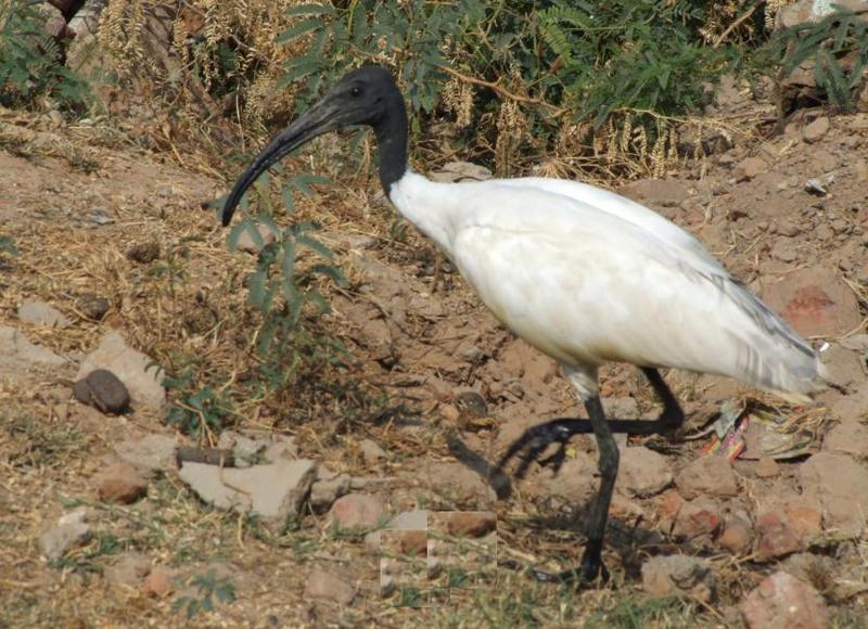 Black headed white ibis , copyrights 2006 , Maulik Suthar; DISPLAY FULL IMAGE.