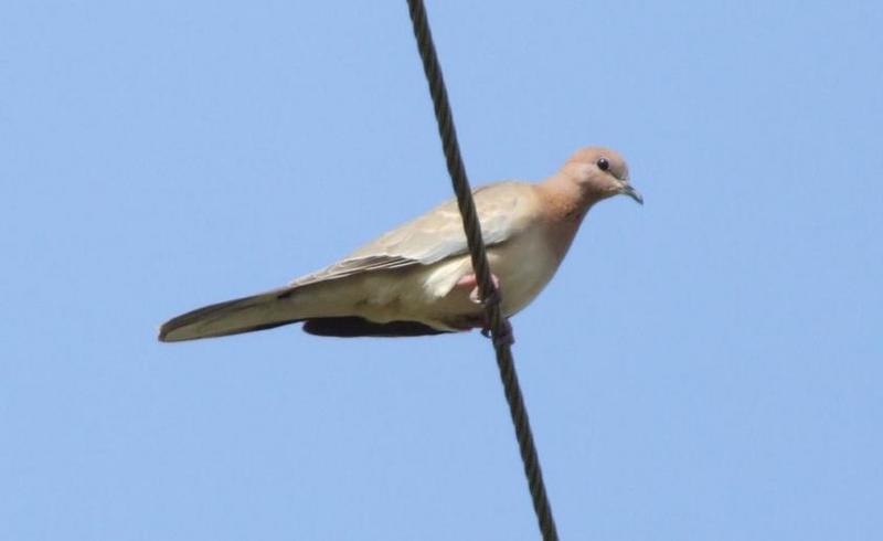 Eurasian Collared Dove , copyrights 2006 , Maulik Suthar; DISPLAY FULL IMAGE.