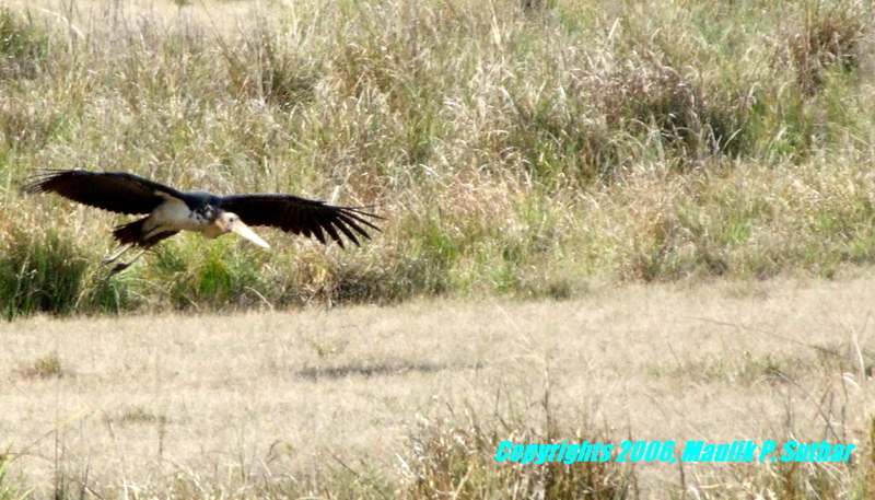 Greater adjutant (Leptoptilos dubius) , copyrights 2006 , Maulik Suthar; DISPLAY FULL IMAGE.