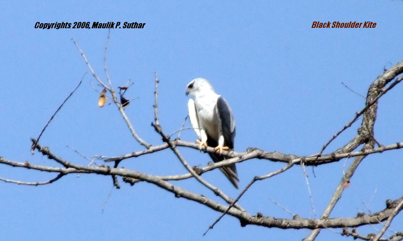 Black shoulder Kite , copyrights 2006 , Maulik Suthar; DISPLAY FULL IMAGE.