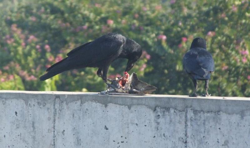 Crow, copyrights 2006 , Maulik Suthar; DISPLAY FULL IMAGE.
