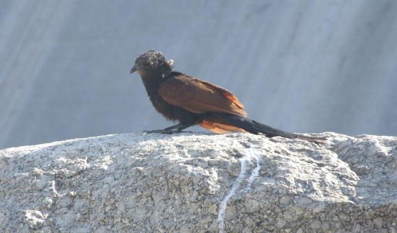 Greater Coucal - Centropus sinensis, copyrights 2006 , Maulik Suthar; DISPLAY FULL IMAGE.