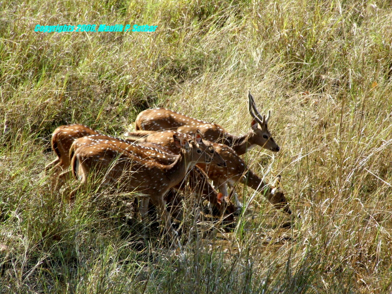 White Spotted Deer - Chital (Axis axis), copyrights 2006 , Maulik Suthar; DISPLAY FULL IMAGE.