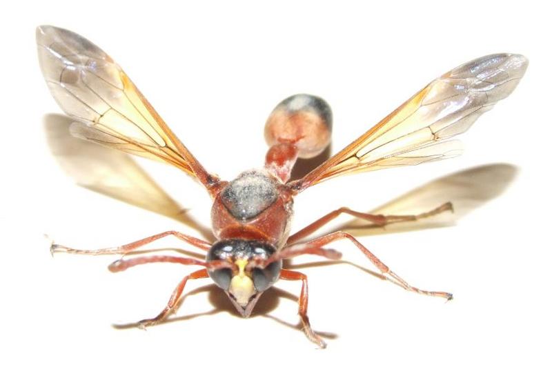 Insect , copyrights 2006 , Maulik Suthar; DISPLAY FULL IMAGE.