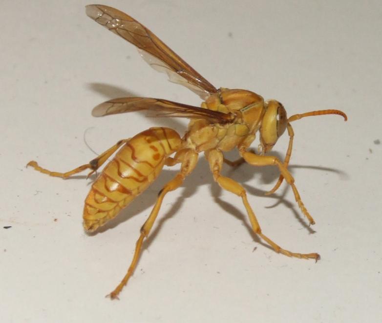 Insect , copyrights 2006 , Maulik Suthar; DISPLAY FULL IMAGE.