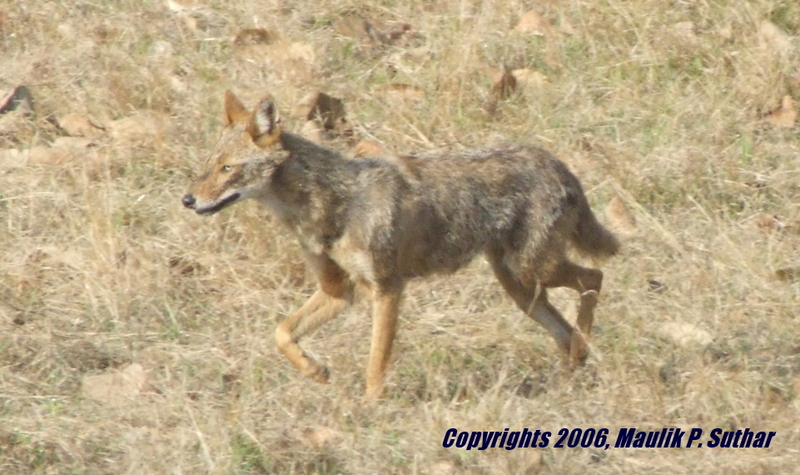 Golden Jackal (Canis aureus), , copyrights 2006 , Maulik Suthar; DISPLAY FULL IMAGE.