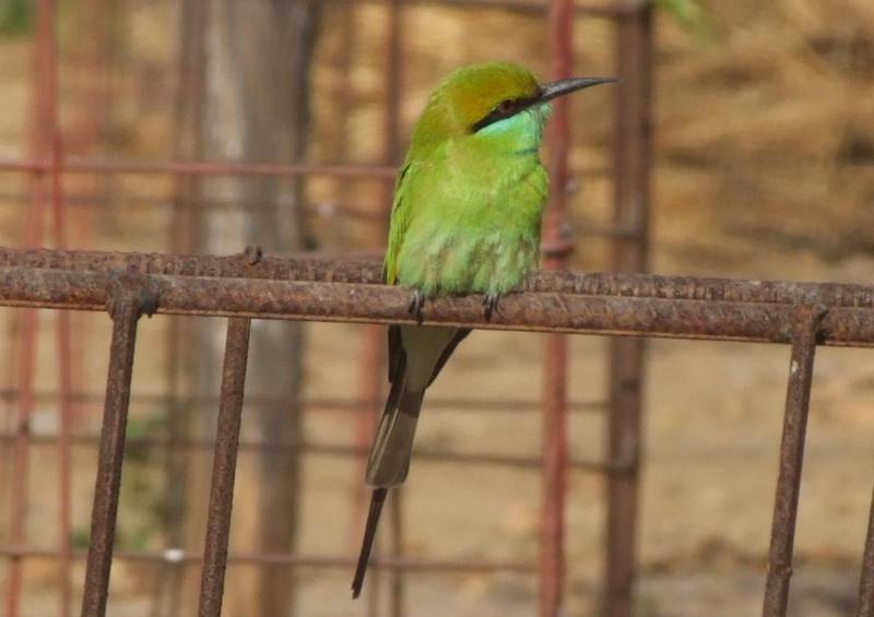 Green Bee Eater , copyrights 2006 , Maulik Suthar; DISPLAY FULL IMAGE.