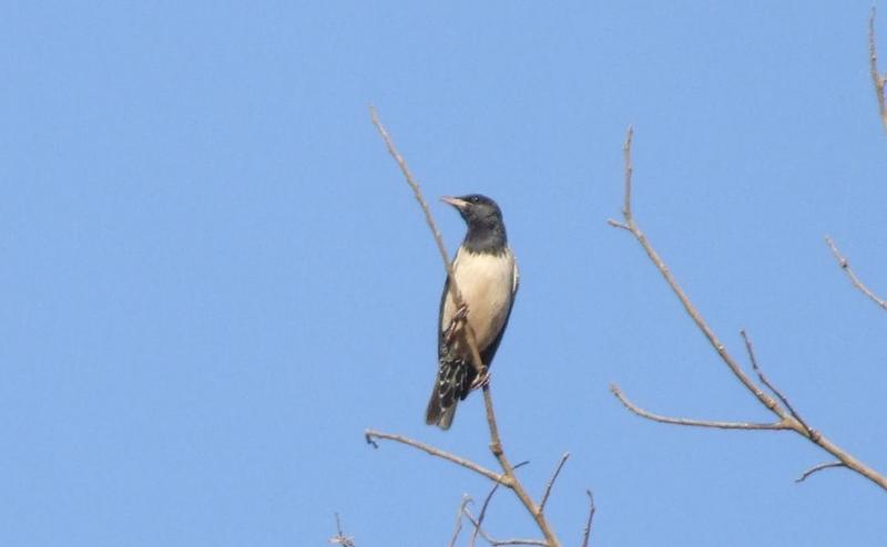 Rosy Starling , copyrights 2006 , Maulik Suthar; DISPLAY FULL IMAGE.