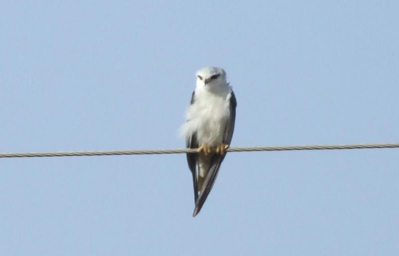 Black Shoulder Kite , copyrights 2006 , Maulik Suthar; DISPLAY FULL IMAGE.