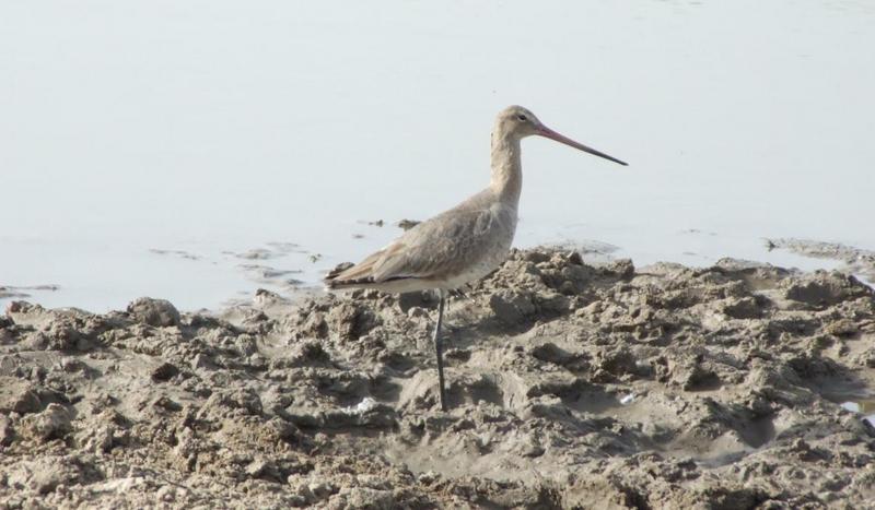 sand piper , copyrights 2006 , Maulik Suthar; DISPLAY FULL IMAGE.