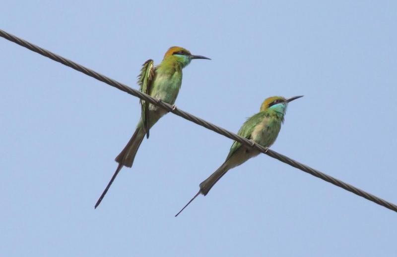 Green Bee Eaters , copyrights 2006 , Maulik Suthar; DISPLAY FULL IMAGE.