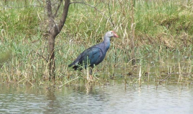 Purple swamphen , copyrights 2006 , Maulik Suthar; DISPLAY FULL IMAGE.
