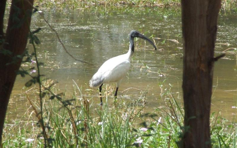 Black-headed Ibis , copyrights 2006 , Maulik Suthar; DISPLAY FULL IMAGE.