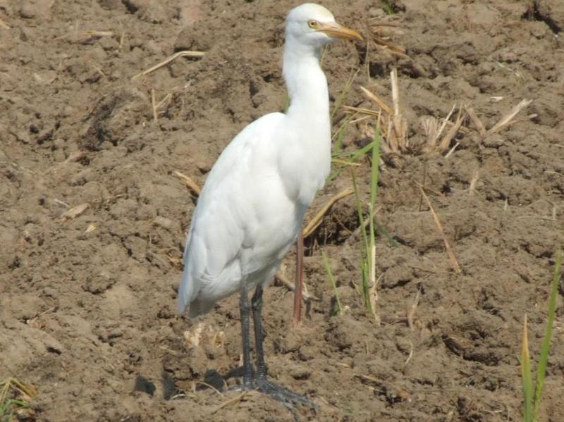 Cattle Egret  , copyrights 2006 , Maulik Suthar; DISPLAY FULL IMAGE.