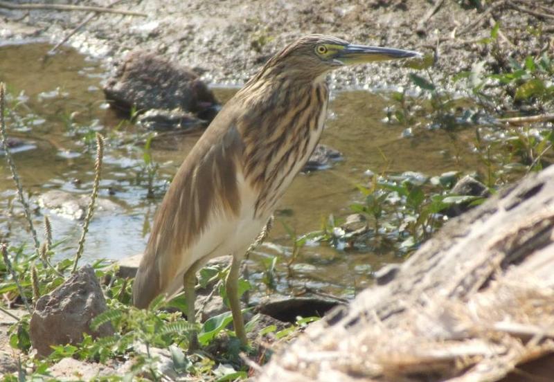 Pond Heron , copyrights 2006 , Maulik Suthar; DISPLAY FULL IMAGE.