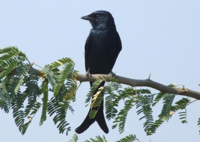 Black Drongo , copyrights 2006 , Maulik Suthar; DISPLAY FULL IMAGE.