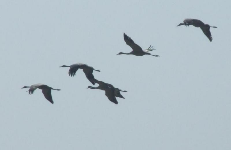 Common cranes , copyrights 2006 , Maulik Suthar; DISPLAY FULL IMAGE.