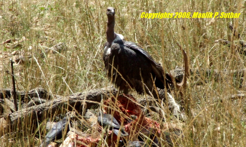 Indian White-rumped Vulture, copyrights 2006 , Maulik Suthar; DISPLAY FULL IMAGE.