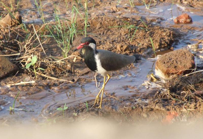 Red-wattled Lapwing (Vanellus indicus) , copyrights 2006 , Maulik Suthar; DISPLAY FULL IMAGE.