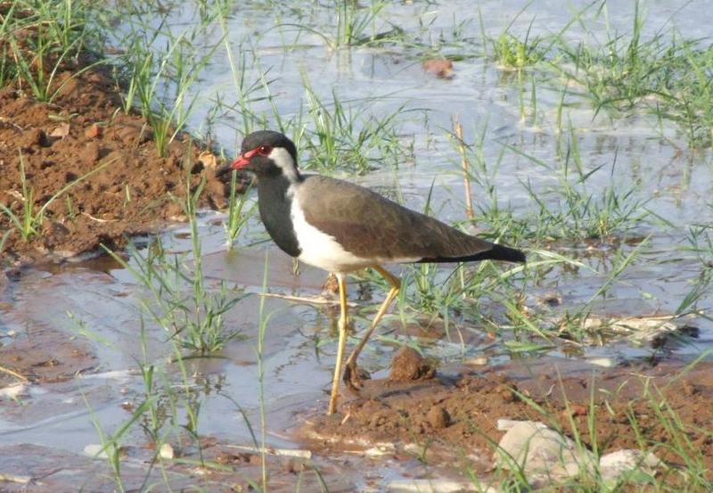 Red-wattled Lapwing (Vanellus indicus) , copyrights 2006 , Maulik Suthar; DISPLAY FULL IMAGE.